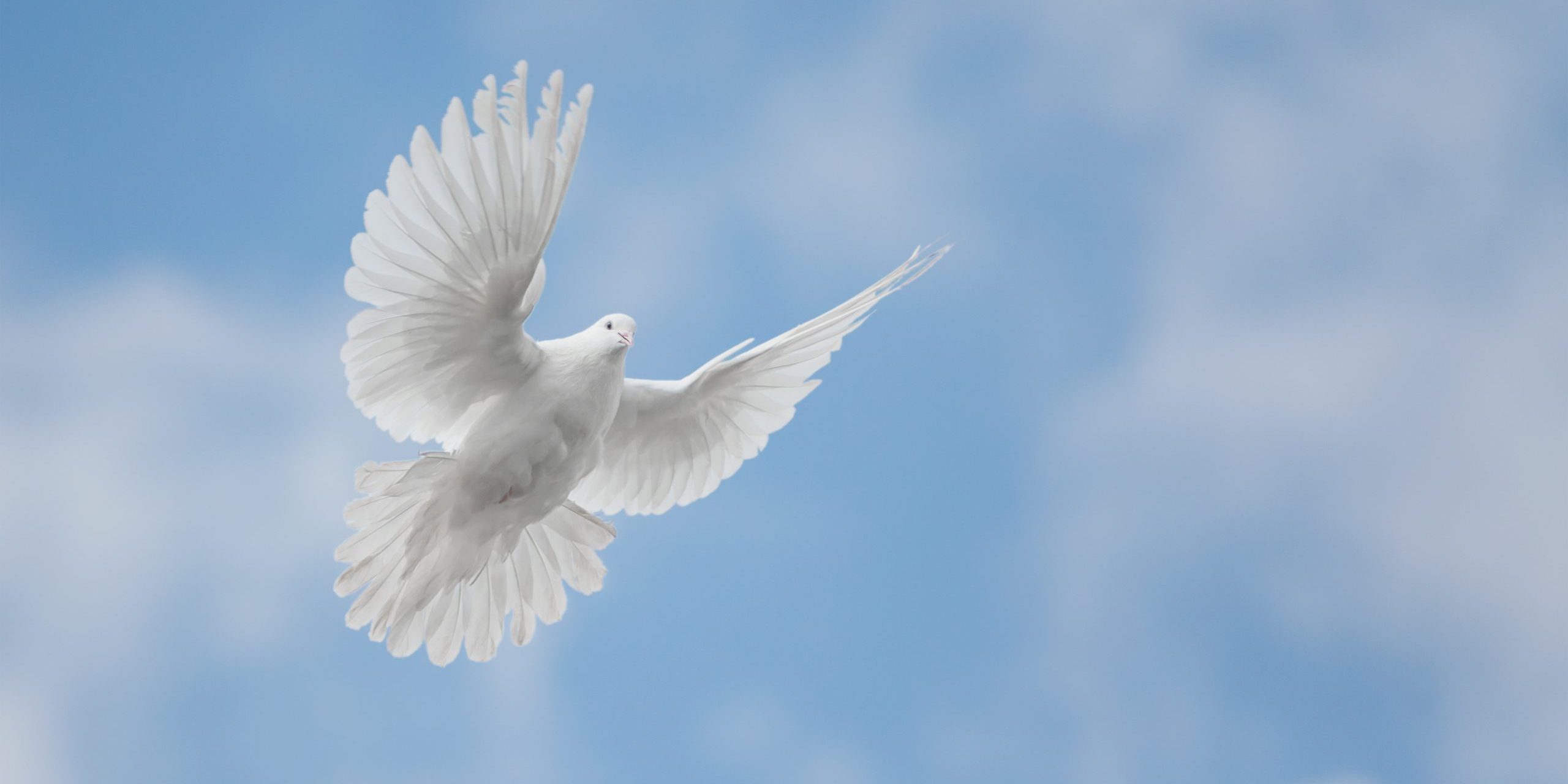 White dove flying